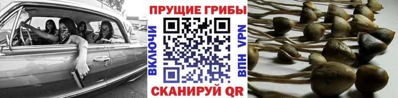 Галлюциногенные грибы прущие грибы  Купить  Жердевка 